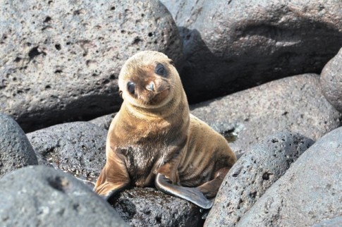 Cute baby sea lion off of San Cristobal. Picture courtesy of Charles Turner. 