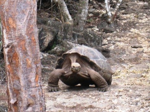 Run for your lives! Tortoise in motion! 