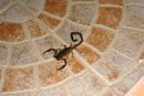 Cayos Cochinos - BIG scorpion. 