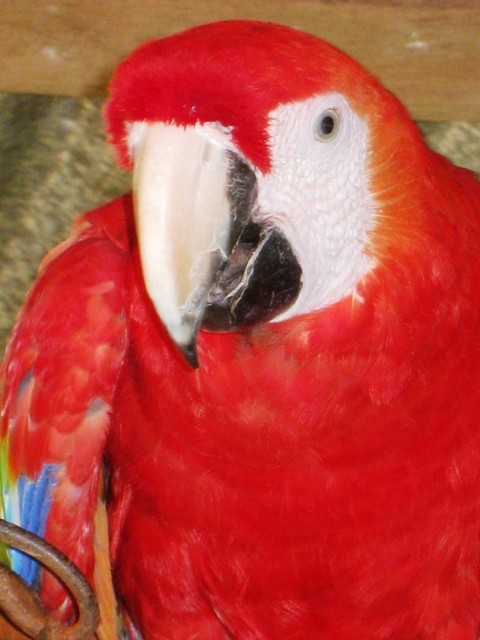 Another parrot picture. This one bit so taking pictures was a bit of a challenge. 