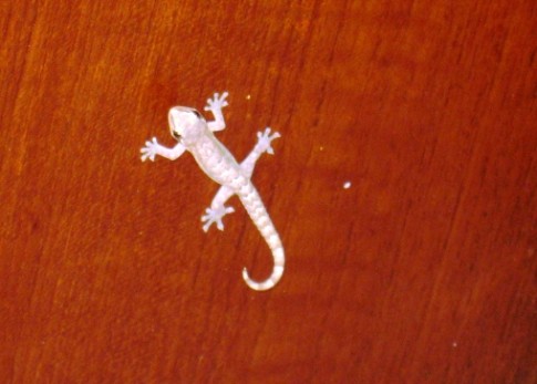 George our gecko. They say if you find a gecko onboard it is good luck. We are not sure how he came to us, either stowed away in our backpack or groceries that we brought onboard but we like him as he eats all sorts of little bugs. He does seem to frighten us though as he shows up in the oddest of places. Last place we saw him was dropping out of the fridge when the door opened. He was in a cold daze and we are not sure how he even got in there in the first place!