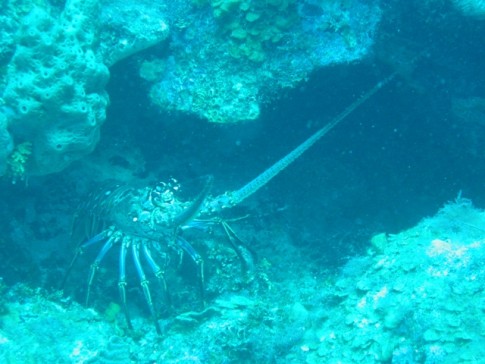 Roatan - This lobster was big, although the picture didnt turn out well. 