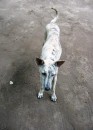 Barillas area, El Salvador - Woof! I am a skinny jungle dog. 