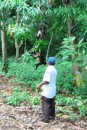 Barillas area, El Salvador - We hiked into the jungle to meet this man who has been watching after a family of 20 or so wild monkeys over the years. Here he hand feeds plantains to a mother with baby clinging on her back. 