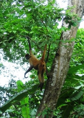 Barillas area, El Salvador - Monkey showing off. 