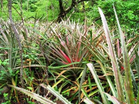 Ricon de la Vieja National Park, Costa Rica � Pretty neat looking plants in the park. 