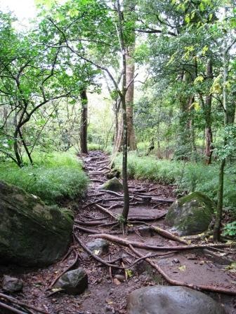 Ricon de la Vieja National Park, Costa Rica � Trail covered in roots. 