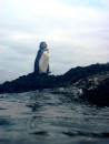 Penguins on Isabela Island. Came right up to this one snorkeling and snapped a picture. 