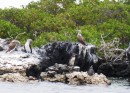 Blue footed boobies and penguins off of Isabela Island.