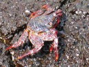 Red crab. 