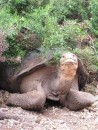 Giant tortoise peering out from under a bush. 