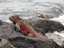 Iguana that just came in from swimming. They change colors during the mating season. This guys was ready to go! 