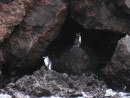 Penguins on Floreana Island. 