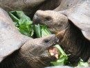 Tortoises eating on Floreana Island. It is as active as tortoises get. 