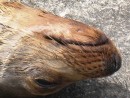 Sea lion sleeping on Floreana Island. He was belly up and loving life!