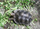 Baby turtle at the breeding center on San Cristobal. Was the size of your palm. 