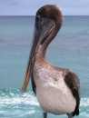 Pelican on Floreana Island. 