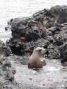 Sea lion, water iguana and red crab all enjoying themselves off of Isabela Island. 