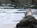 Penguin on Isabela Island. 