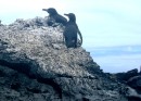 Penguins on Isabela Island. 