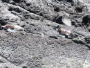 Penguins sleeping on their bellies on Bartolome Island. They kind of blend in with the rocks but there are 2 there. 