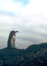 Penguin on Isabela Island. Came right up to this one snorkeling and snapped a picture. 