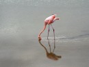Pink flamingo searching for food on Isabela Island. 