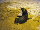 Baby sea lion on San Cristobal. These guys were the size of a small puppy dog. 