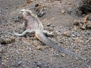 This was a HUGE iguana off of Isabela Island. Probably 4 ft from head to tail. 