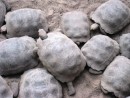 Lots of baby turtles. 
