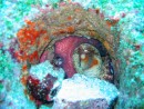 Octopus in a hole, diving at Kicker Rock. 