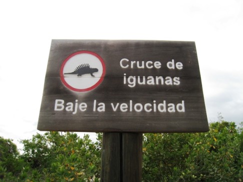 Only in the Galapagos ... Iguana crossing - slow speed traffic sign. 
