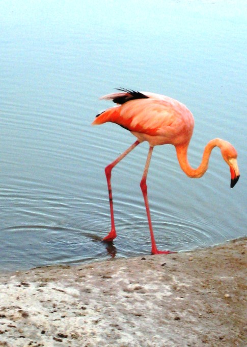 Pink flamingo on Isabela Island. 
