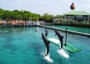 Rosario Islands, Columbia – Aquarium show, dolphins jumping. 