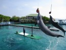 Rosario Islands, Columbia – Aquarium show, dolphins jumping. 