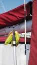 Cartagena – The last of the bananas we had bought out at San Blas islands from a man selling them from his canoe. The boat hook provided a perfect way to let them ripen while not attracting bugs below deck. 