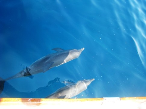 Rosario Islands - Dolphins came to play in our bow wake on the way back to Cartagena. 