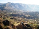 Colca Canyon. Agricultural terraces are plowed the old fashion way, with a bull and plow.  