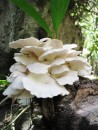 Cool looking mushrooms growing at the botanical gardens near Machu Picchu. 
