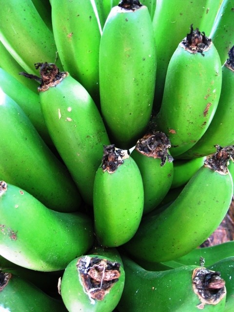 Bananas are everywhere, these are at the botanical gardens near Machu Picchu. 