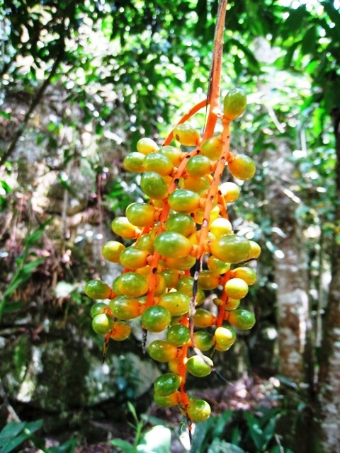 Cool hanging berry plant at the botanical gardens near Machu Picchu. 