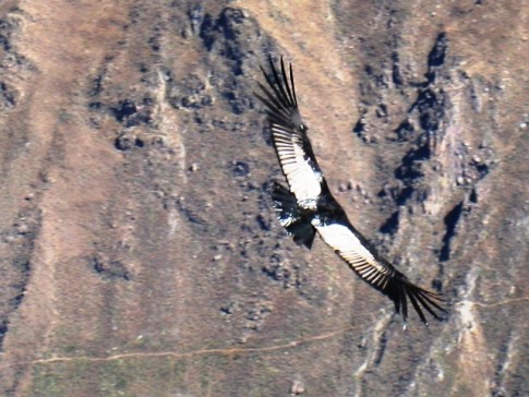 Colca Canyon - Andean condor, the second largest flight bird in the world. We woke early to go see these birds leave their nests at the bottom of the canyon and take flight for the day. Pretty spectacular to watch. 