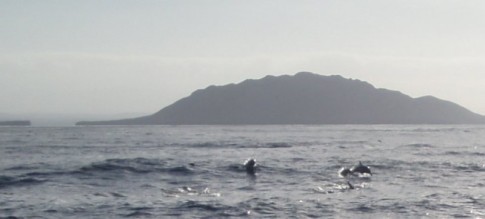 Early on the third morning we were escorted into Turtle Bay by a pod of hundreds of dolphins.