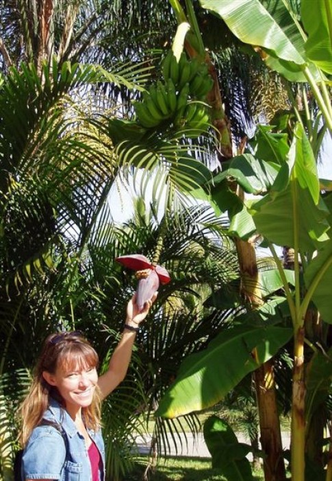 One condo we visited on Cerritos Beach was Costa Bonita.  It had amazing gardens and real live banana trees.  Dee was in fruit f