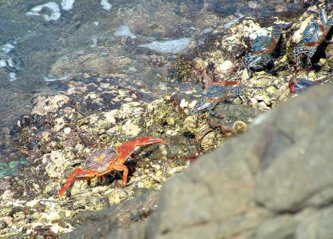 On both islands the shoreline was filled with red crabs.  These guys hang out just about the waterline and scamper around.  They