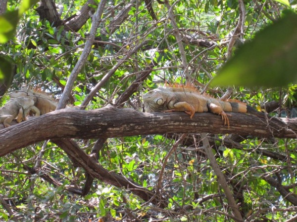 Tree iguanas near Isla Grande, just north of Zihua