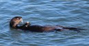 Lots of otters in Morro Bay.  We saw tons of them in large groups.  