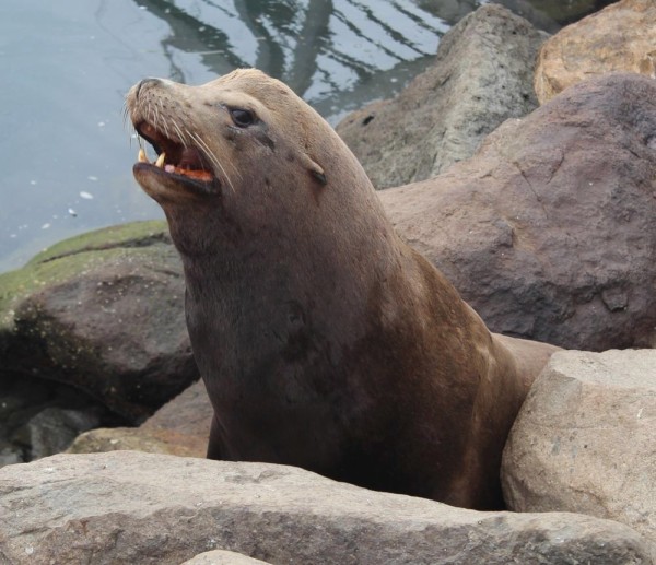 Sea lions are everywhere, adding a lot of character and noise.