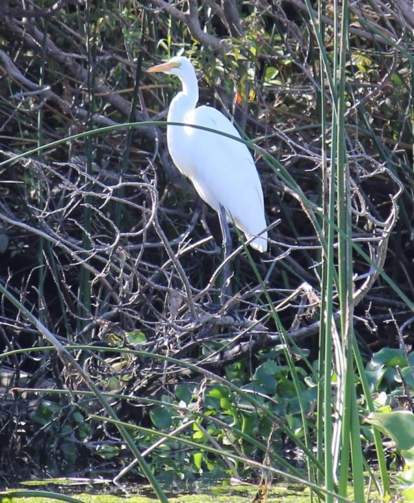 Lots of great birds like this egret.