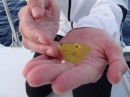 Early in the morning, before we reached Cabo, many butterflies of all colours landed on the boat.